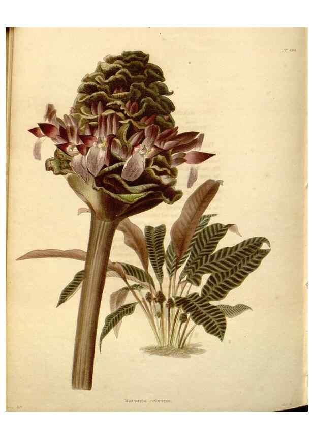 Reproducción/Reproduction 48637455081: The botanical cabinet. London :John & Arthur Arch ...,1817-1833.. 