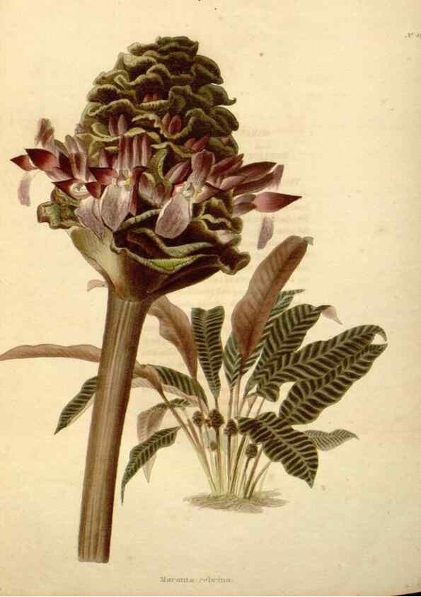 Reproducción/Reproduction 48637455081: The botanical cabinet. London :John & Arthur Arch ...,1817-1833.. 