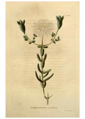 Reproducción/Reproduction 48637455461: The botanical cabinet. London :John & Arthur Arch ...,1817-1833.. 