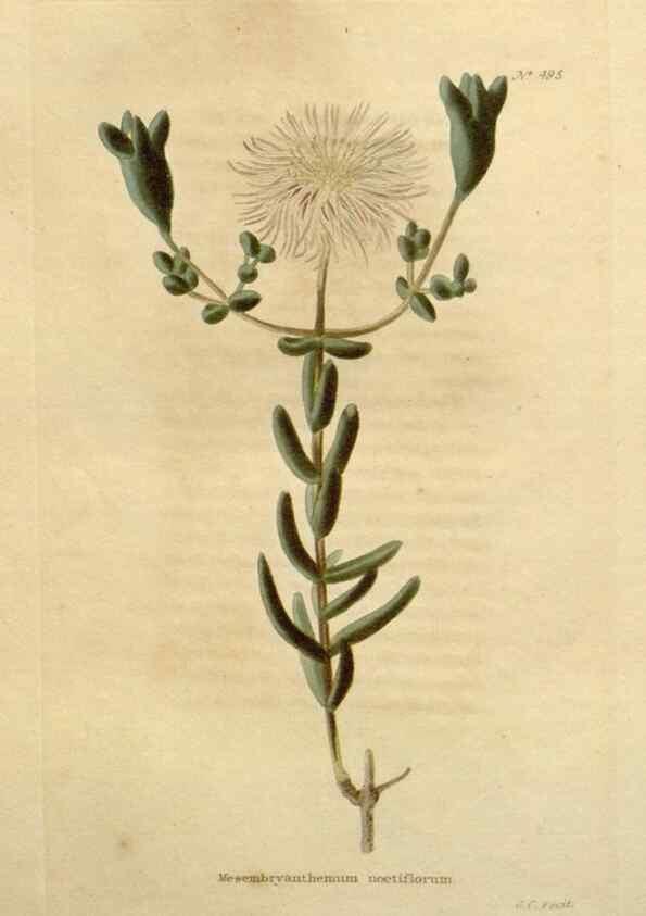 Reproducción/Reproduction 48637455461: The botanical cabinet. London :John & Arthur Arch ...,1817-1833.. 
