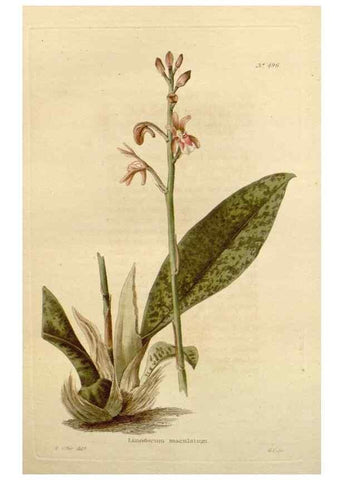Reproducción/Reproduction 48637597772: The botanical cabinet. London :John & Arthur Arch ...,1817-1833.. 