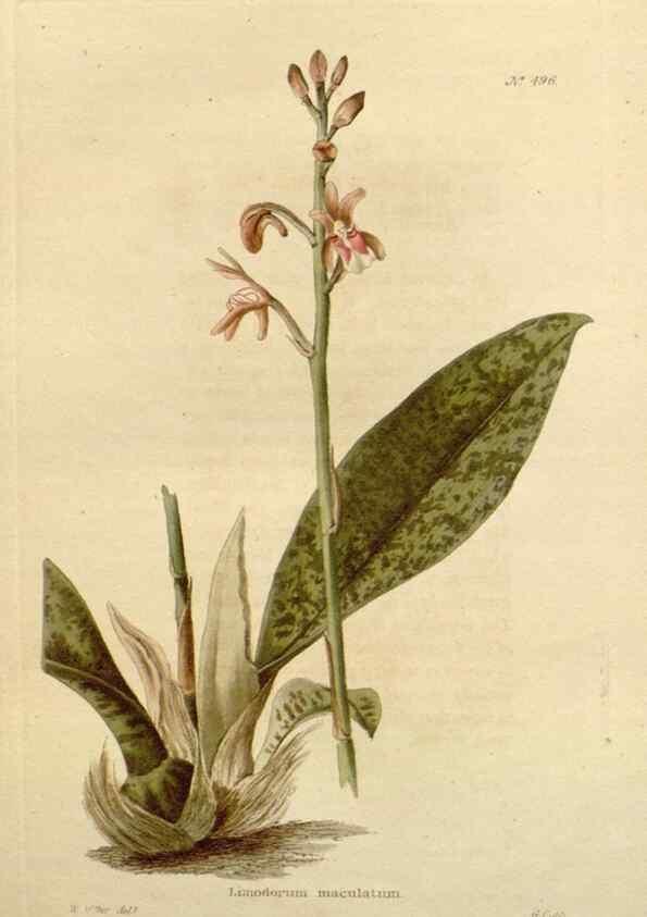 Reproducción/Reproduction 48637597772: The botanical cabinet. London :John & Arthur Arch ...,1817-1833.. 