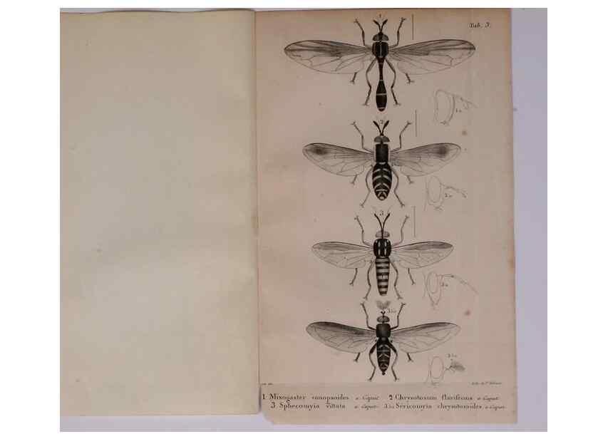 Reproducción/Reproduction 48641829801: Diptères exotiques nouveaux ou peu connus. Paris :Roret,1838-[43]. 