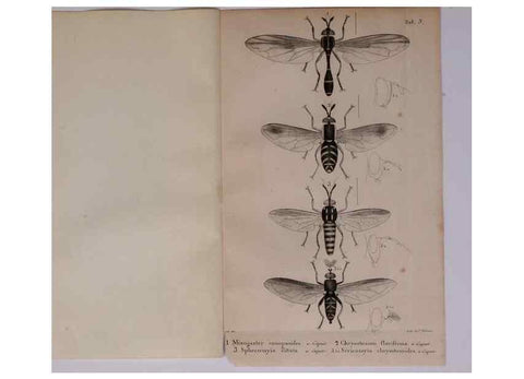 Reproducción/Reproduction 48641829801: Diptères exotiques nouveaux ou peu connus. Paris :Roret,1838-[43]. 