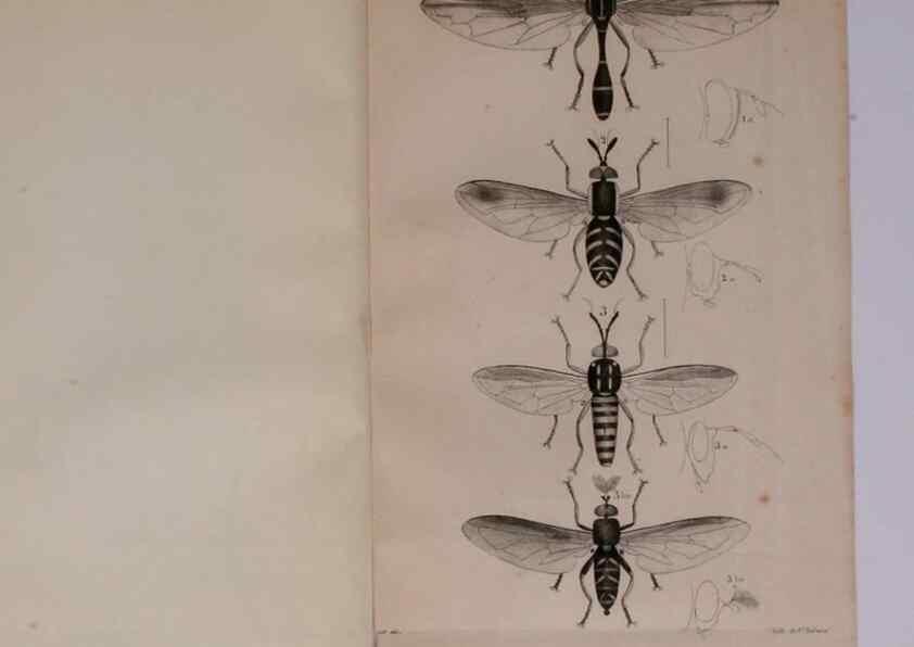 Reproducción/Reproduction 48641829801: Diptères exotiques nouveaux ou peu connus. Paris :Roret,1838-[43]. 