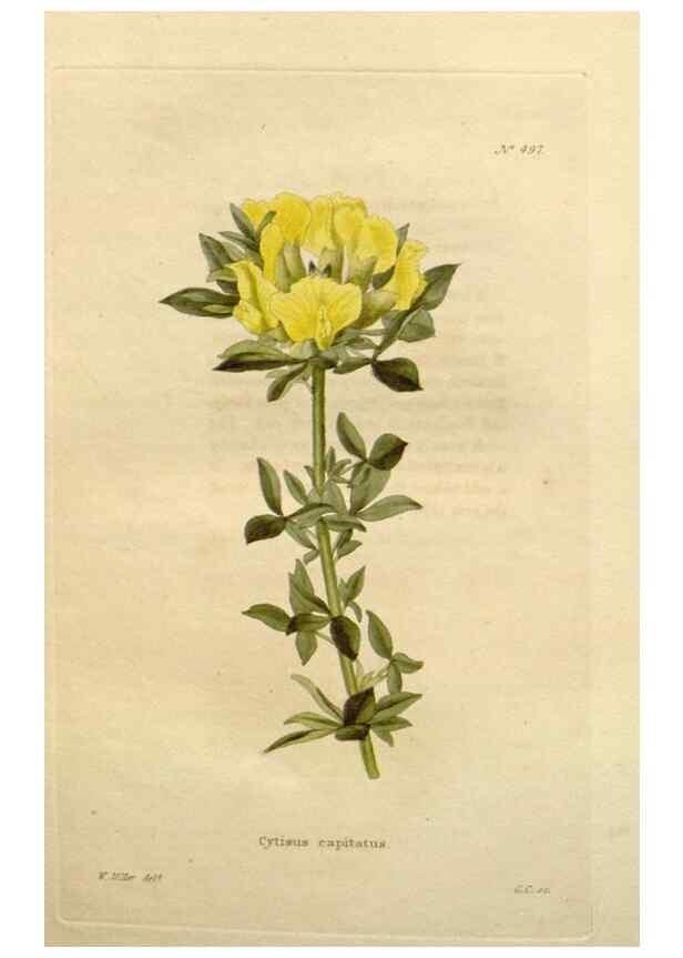 Reproducción/Reproduction 48637456246: The botanical cabinet. London :John & Arthur Arch ...,1817-1833.. 
