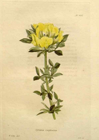Reproducción/Reproduction 48637456246: The botanical cabinet. London :John & Arthur Arch ...,1817-1833.. 