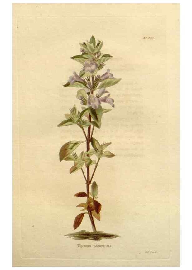 Reproducción/Reproduction 48637456946: The botanical cabinet. London :John & Arthur Arch ...,1817-1833.. 