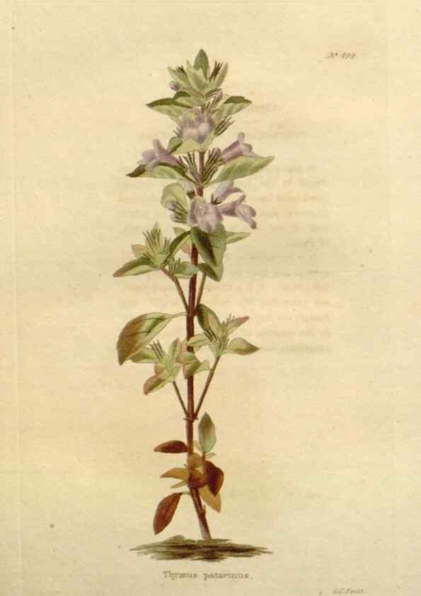 Reproducción/Reproduction 48637456946: The botanical cabinet. London :John & Arthur Arch ...,1817-1833.. 