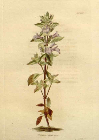 Reproducción/Reproduction 48637456946: The botanical cabinet. London :John & Arthur Arch ...,1817-1833.. 