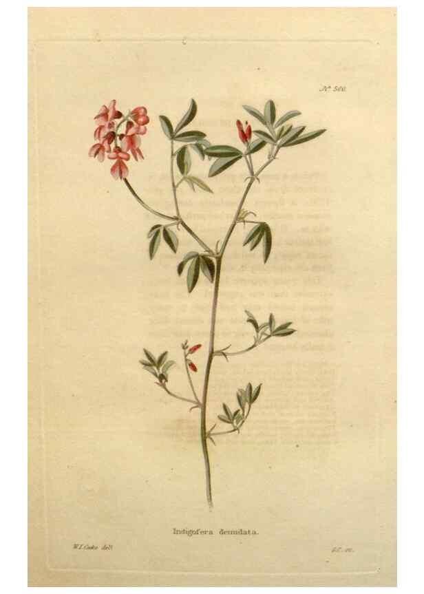 Reproducción/Reproduction 48637457451: The botanical cabinet. London :John & Arthur Arch ...,1817-1833.. 
