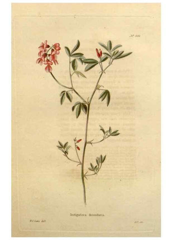 Reproducción/Reproduction 48637457451: The botanical cabinet. London :John & Arthur Arch ...,1817-1833.. 