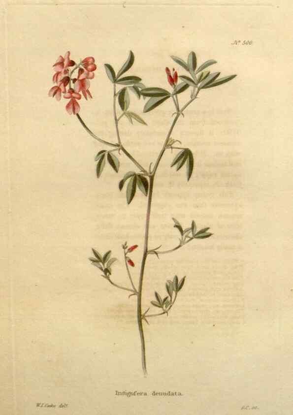 Reproducción/Reproduction 48637457451: The botanical cabinet. London :John & Arthur Arch ...,1817-1833.. 