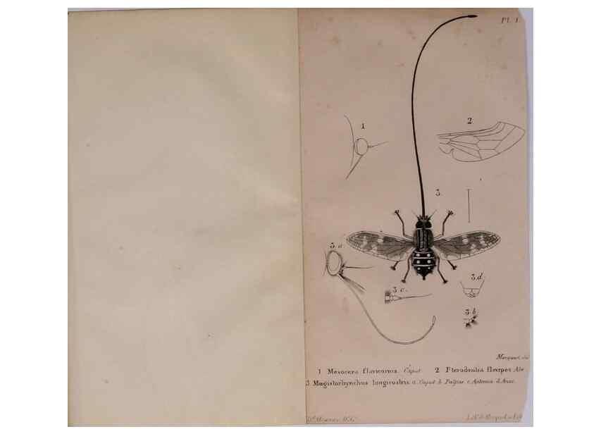 Reproducción/Reproduction 48641472278: Diptères exotiques nouveaux ou peu connus. Paris :Roret,1838-[43]. 