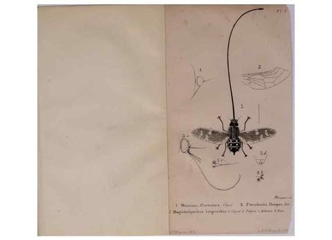 Reproducción/Reproduction 48641472278: Diptères exotiques nouveaux ou peu connus. Paris :Roret,1838-[43]. 