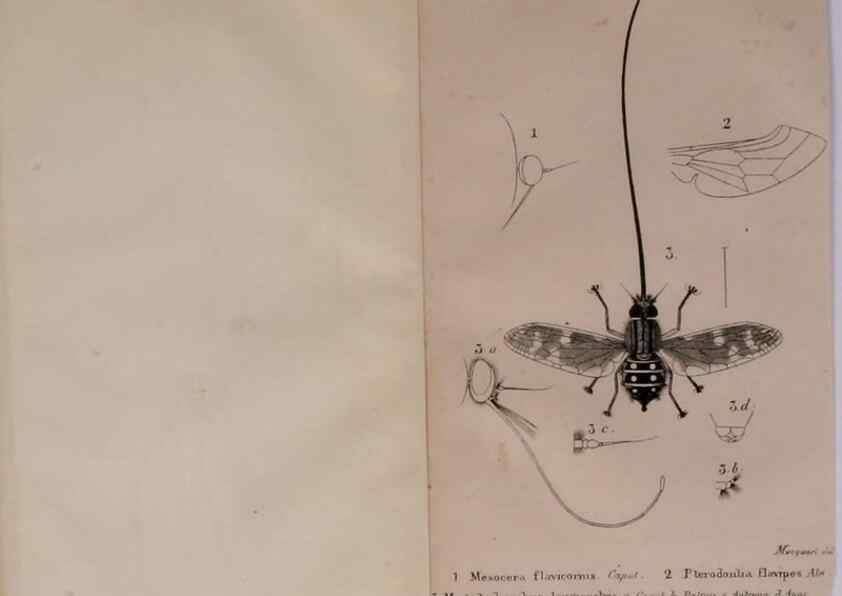 Reproducción/Reproduction 48641472278: Diptères exotiques nouveaux ou peu connus. Paris :Roret,1838-[43]. 