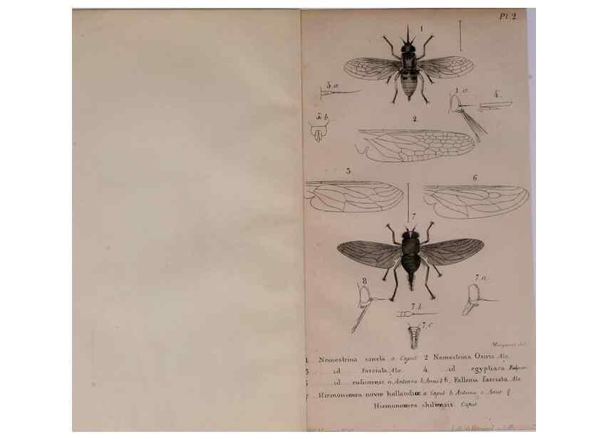 Reproducción/Reproduction 48641824376: Diptères exotiques nouveaux ou peu connus. Paris :Roret,1838-[43]. 