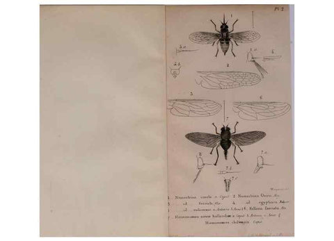 Reproducción/Reproduction 48641824376: Diptères exotiques nouveaux ou peu connus. Paris :Roret,1838-[43]. 