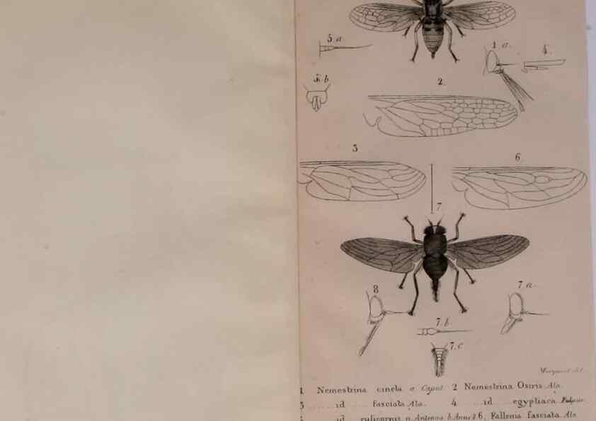 Reproducción/Reproduction 48641824376: Diptères exotiques nouveaux ou peu connus. Paris :Roret,1838-[43]. 