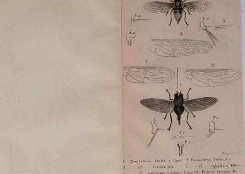 Reproducción/Reproduction 48641824376: Diptères exotiques nouveaux ou peu connus. Paris :Roret,1838-[43]. 