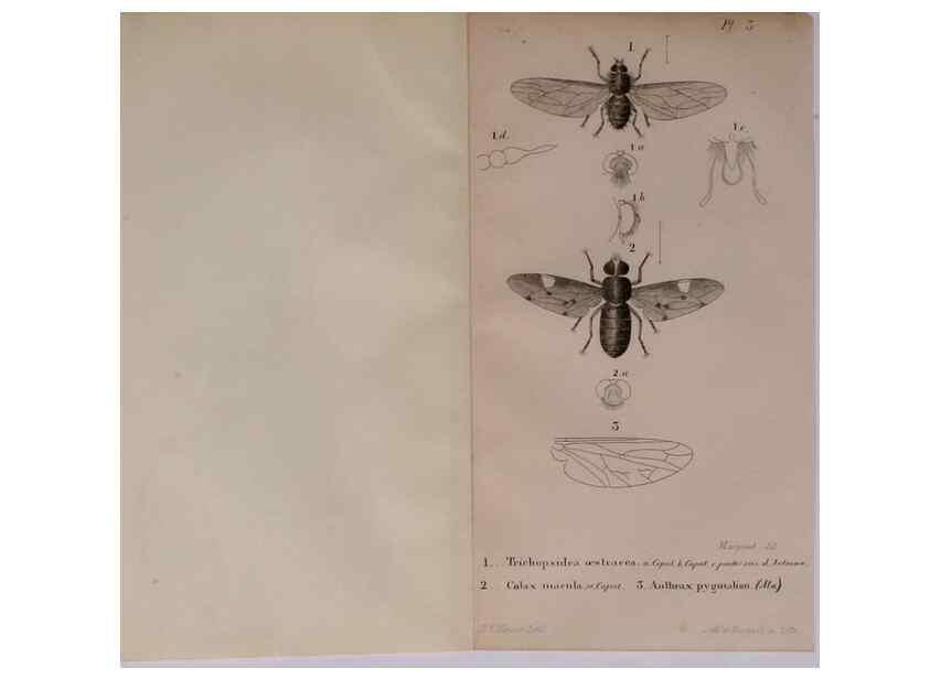 Reproducción/Reproduction 48641967372: Diptères exotiques nouveaux ou peu connus. Paris :Roret,1838-[43]. 