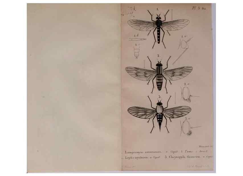 Reproducción/Reproduction 48641824866: Diptères exotiques nouveaux ou peu connus. Paris :Roret,1838-[43]. 