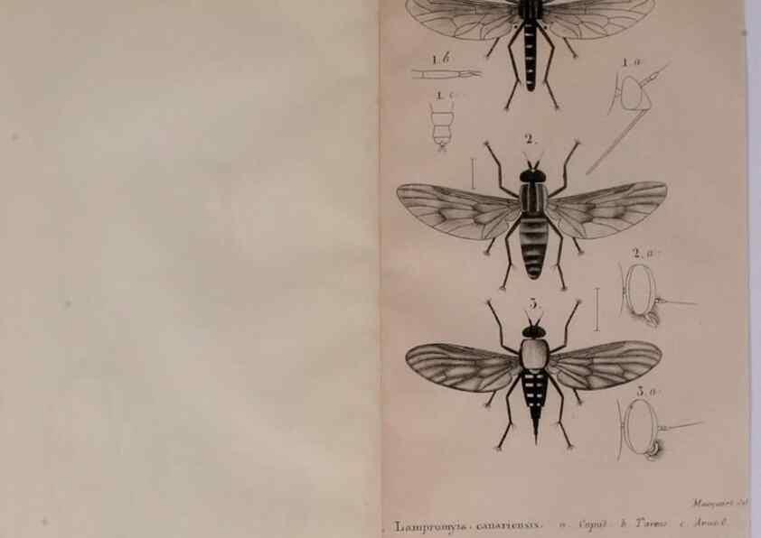 Reproducción/Reproduction 48641824866: Diptères exotiques nouveaux ou peu connus. Paris :Roret,1838-[43]. 