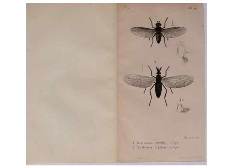 Reproducción/Reproduction 48641473268: Diptères exotiques nouveaux ou peu connus. Paris :Roret,1838-[43]. 