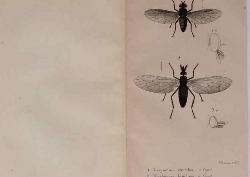 Reproducción/Reproduction 48641473268: Diptères exotiques nouveaux ou peu connus. Paris :Roret,1838-[43]. 