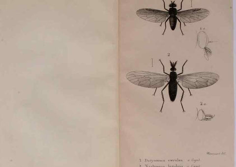 Reproducción/Reproduction 48641473268: Diptères exotiques nouveaux ou peu connus. Paris :Roret,1838-[43]. 
