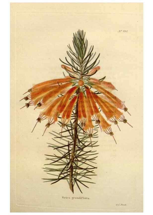 Reproducción/Reproduction 48637598627: The botanical cabinet. London :John & Arthur Arch ...,1817-1833.. 