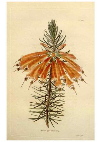 Reproducción/Reproduction 48637598627: The botanical cabinet. London :John & Arthur Arch ...,1817-1833.. 