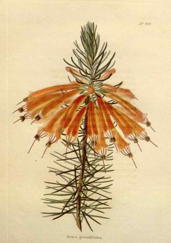 Reproducción/Reproduction 48637598627: The botanical cabinet. London :John & Arthur Arch ...,1817-1833.. 