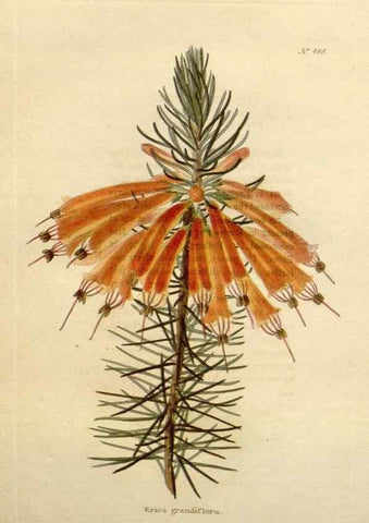 Reproducción/Reproduction 48637598627: The botanical cabinet. London :John & Arthur Arch ...,1817-1833.. 