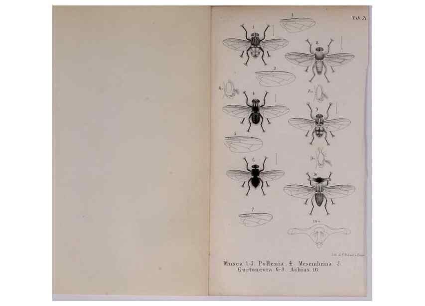 Reproducción/Reproduction 48641487258: Diptères exotiques nouveaux ou peu connus. Paris :Roret,1838-[43]. 