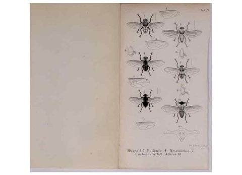 Reproducción/Reproduction 48641487258: Diptères exotiques nouveaux ou peu connus. Paris :Roret,1838-[43]. 