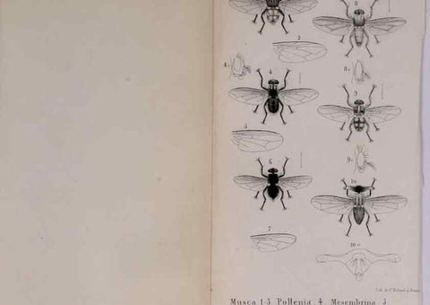 Reproducción/Reproduction 48641487258: Diptères exotiques nouveaux ou peu connus. Paris :Roret,1838-[43]. 