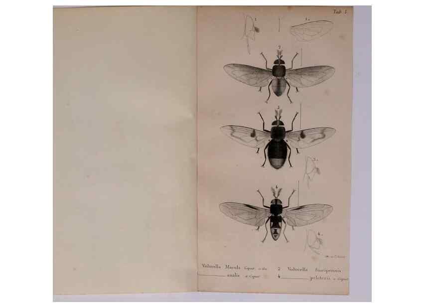 Reproducción/Reproduction 48641830076: Diptères exotiques nouveaux ou peu connus. Paris :Roret,1838-[43]. 