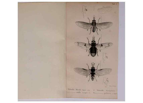 Reproducción/Reproduction 48641830076: Diptères exotiques nouveaux ou peu connus. Paris :Roret,1838-[43]. 