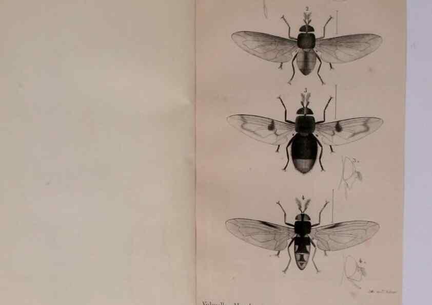 Reproducción/Reproduction 48641830076: Diptères exotiques nouveaux ou peu connus. Paris :Roret,1838-[43]. 
