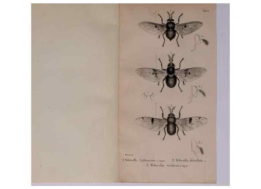 Reproducción/Reproduction 48641973272: Diptères exotiques nouveaux ou peu connus. Paris :Roret,1838-[43]. 