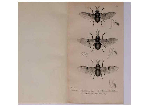 Reproducción/Reproduction 48641973272: Diptères exotiques nouveaux ou peu connus. Paris :Roret,1838-[43]. 