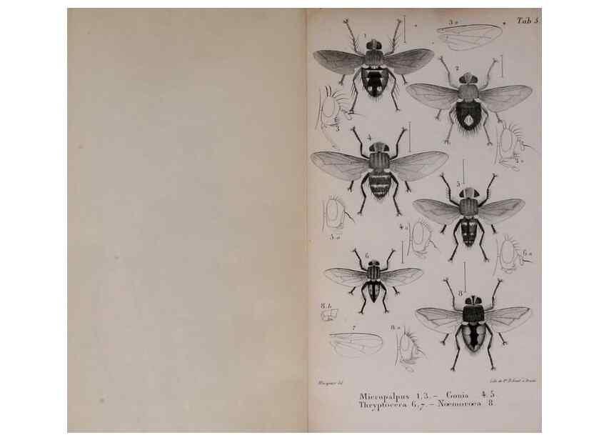 Reproducción/Reproduction 48641835496: Diptères exotiques nouveaux ou peu connus. Paris :Roret,1838-[43]. 