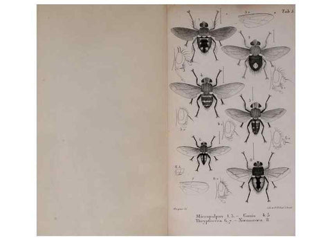 Reproducción/Reproduction 48641835496: Diptères exotiques nouveaux ou peu connus. Paris :Roret,1838-[43]. 