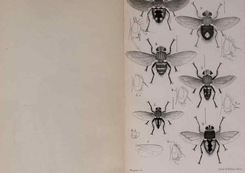 Reproducción/Reproduction 48641835496: Diptères exotiques nouveaux ou peu connus. Paris :Roret,1838-[43]. 