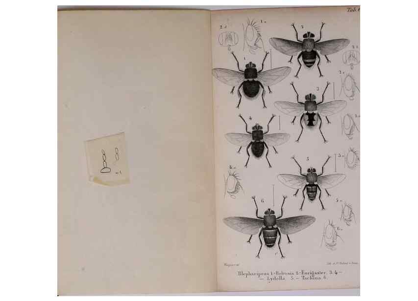 Reproducción/Reproduction 48641835806: Diptères exotiques nouveaux ou peu connus. Paris :Roret,1838-[43]. 