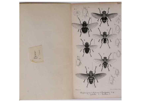 Reproducción/Reproduction 48641835806: Diptères exotiques nouveaux ou peu connus. Paris :Roret,1838-[43]. 