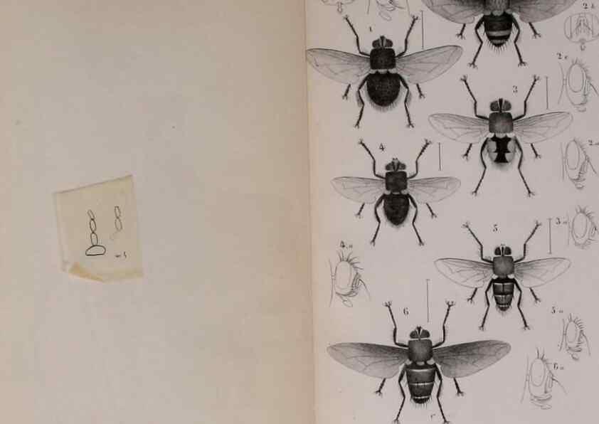 Reproducción/Reproduction 48641835806: Diptères exotiques nouveaux ou peu connus. Paris :Roret,1838-[43]. 