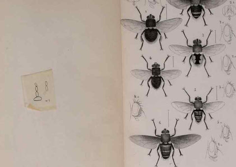 Reproducción/Reproduction 48641835806: Diptères exotiques nouveaux ou peu connus. Paris :Roret,1838-[43]. 