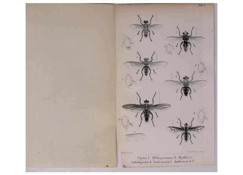 Reproducción/Reproduction 48641484128: Diptères exotiques nouveaux ou peu connus. Paris :Roret,1838-[43]. 